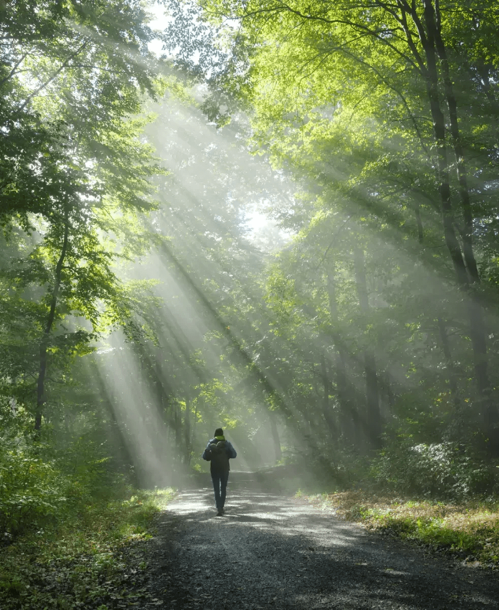 Person walking through sunbeams in forest